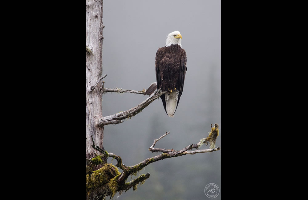 Águila Calva, Alaska, EUA