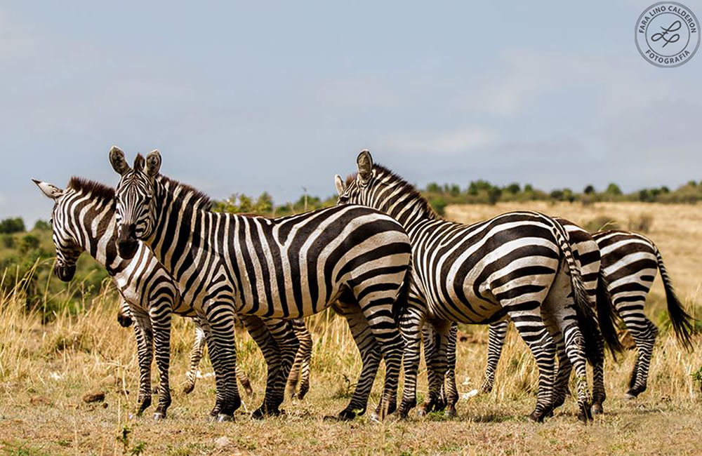 Cebras, Parque Kruger, Sud África