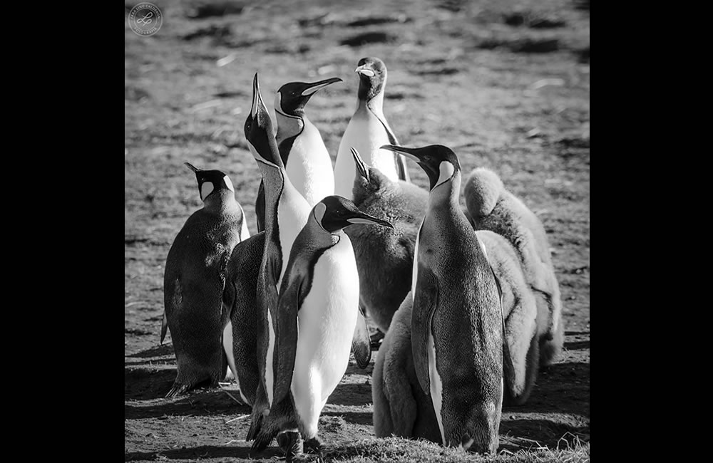 Pinguinos Rey, Patagonia, Chile